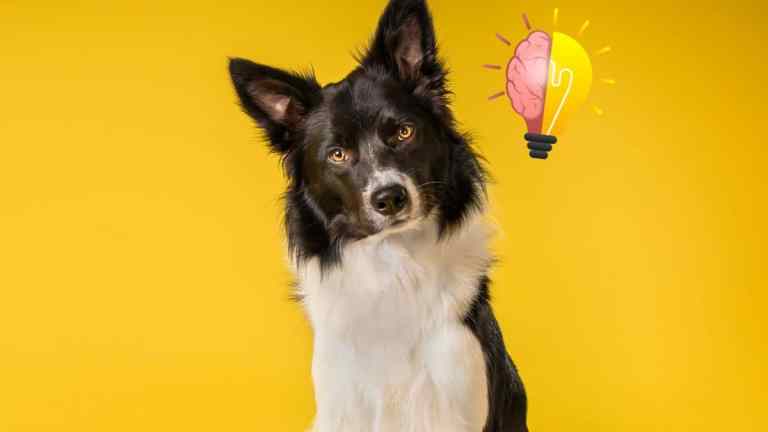 Why Border Collies Are Smarter Than Everyone You Know
