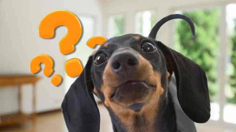 15 Things You’re Doing That Confuse Your Dog (Without Realising It)