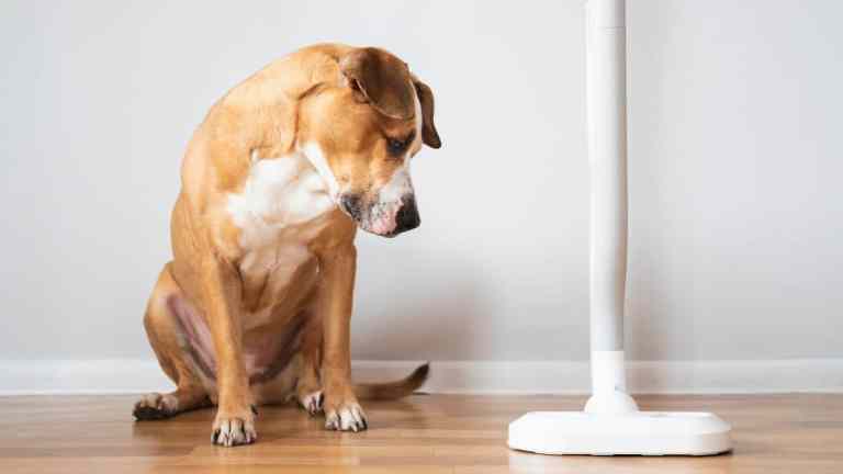 Why Is My Dog Suddenly Afraid of the Hoover?