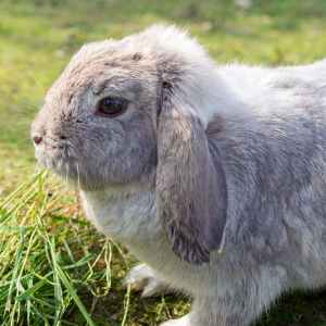 Rabbit Breeds by Size: Small, Medium, Large & Giant Guide | FluffPost