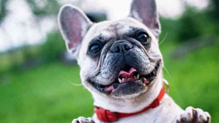 9 Things Only French Bulldog Owners Will Understand