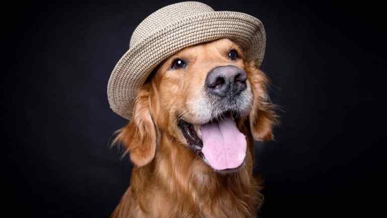10 Golden Retriever Habits That Prove They’re Actually Just People