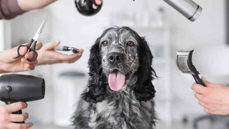Dog Grooming Tools You Actually Need (And What’s a Waste of Money)
