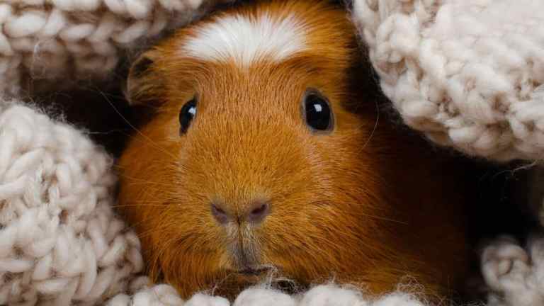 Can Guinea Pigs Live Alone? (UK Guide)