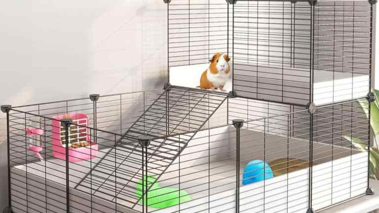 Guinea Pig Cage Set-Up Guide