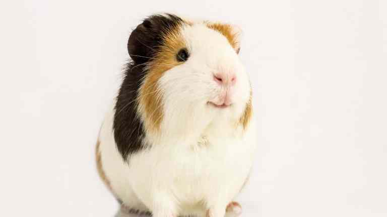 Is My Guinea Pig Happy? 5 Signs to Check