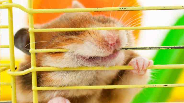 Is Your Hamster Bored? 6 Signs (and How to Fix It)