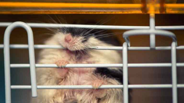Is Your Hamster Bored? 6 Signs & Easy Fixes That Work | FluffPost