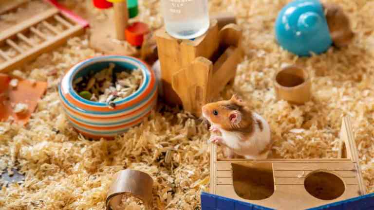 How to Set Up the Perfect Hamster Cage (UK Guide)