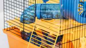 How to Set Up the Perfect Hamster Cage (UK Guide + Checklist) | FluffPost