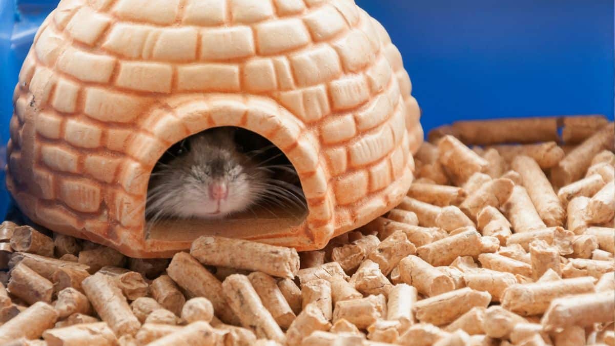 How to Set Up the Perfect Hamster Cage (UK Guide + Checklist) | FluffPost