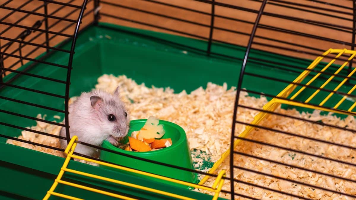 Image showcasing How to Set Up the Perfect Hamster Cage (UK Guide + Checklist) | FluffPost