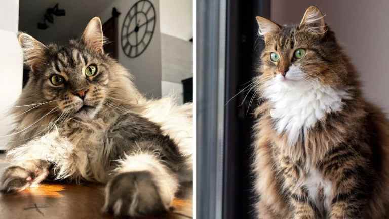Maine Coon vs Norwegian Forest Cat: Can You Tell Them Apart?