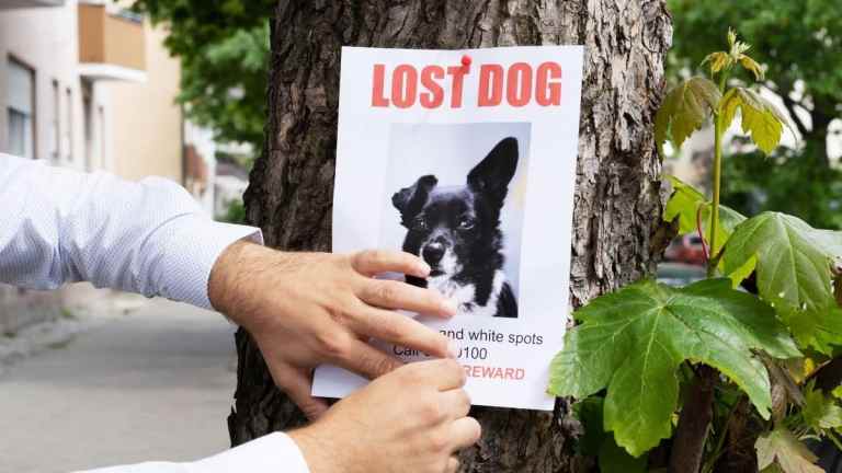 What to Do If Your Dog Runs Off and Doesn’t Come Back: The Complete UK Guide