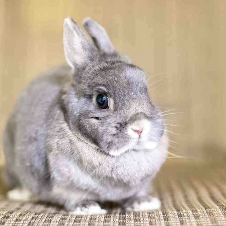 Rabbit Breeds by Size: Small, Medium, Large & Giant Guide | FluffPost