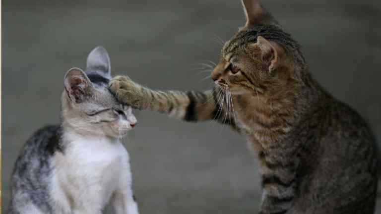 Bringing Home a Second Cat? Here’s How to Get the Introduction Right