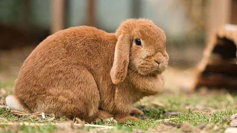 Do Rabbits Get Lonely?