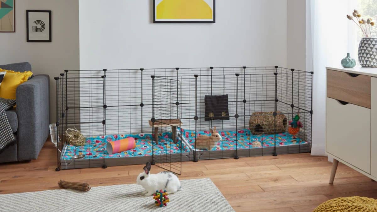 How to Set Up a Rabbit Playpen They’ll Love | FluffPost