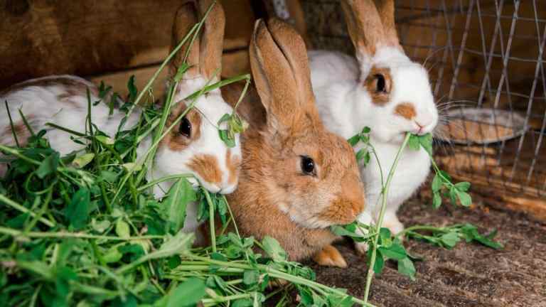Hay, Pellets, Veg – What Should Rabbits Eat?