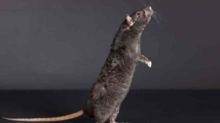 What Your Pet Rat’s Squeaks and Sniffs Really Mean | FluffPost