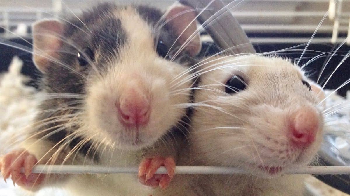 What Your Pet Rat’s Squeaks and Sniffs Really Mean | FluffPost