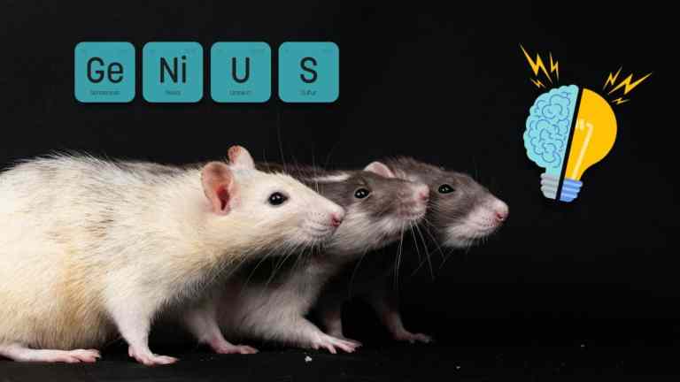 Rats: The Unexpected Geniuses of the Pet World