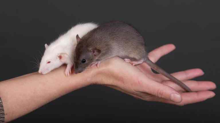 The Rat Pack: Choosing the Right Companions