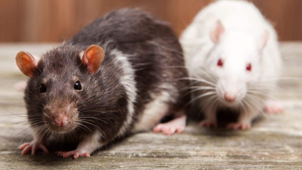 How to Choose the Right Companions for Pet Rats | FluffPost
