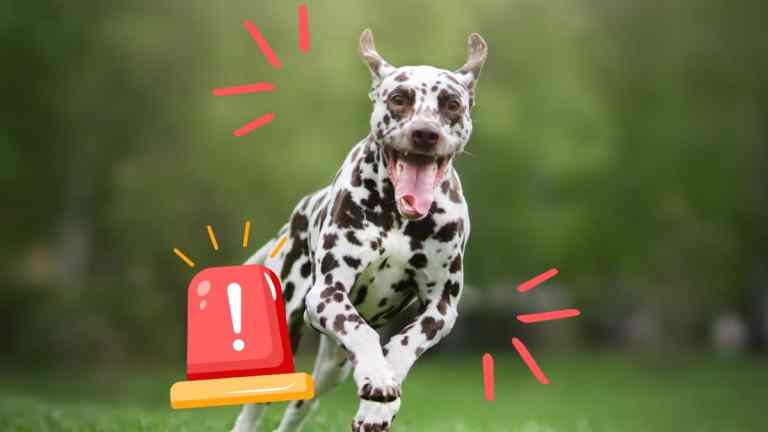 Emergency Recall: The One Command Every UK Dog Owner Should Teach