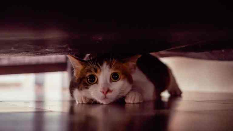 Bringing home a rescue cat: What to expect