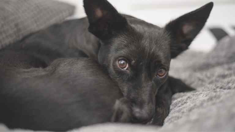 How to Socialise a Shy Rescue Dog