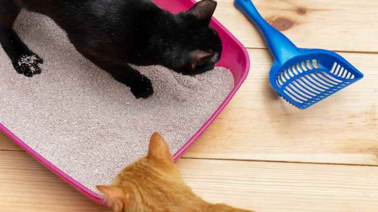 Shared Litter Boxes: Do Cats Really Mind?