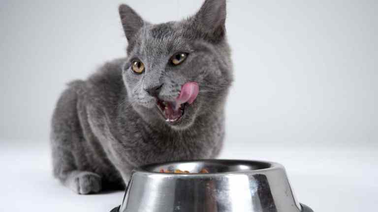 Are You Feeding Your Cat Right? A Simple Nutrition Breakdown
