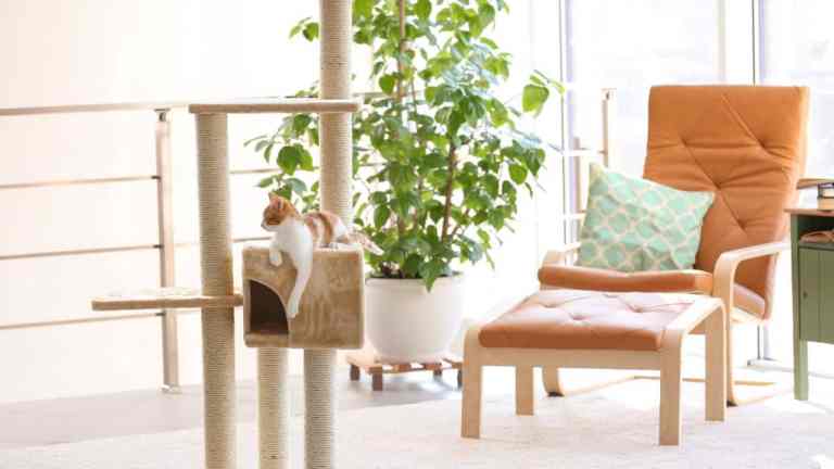 Setting Up a Cat-Friendly Home That Doesn’t Look Like a Pet Shop