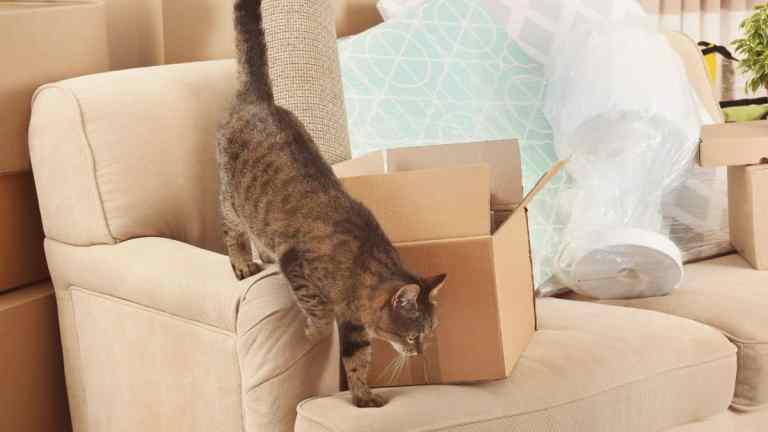 Helping your cat adjust after moving house