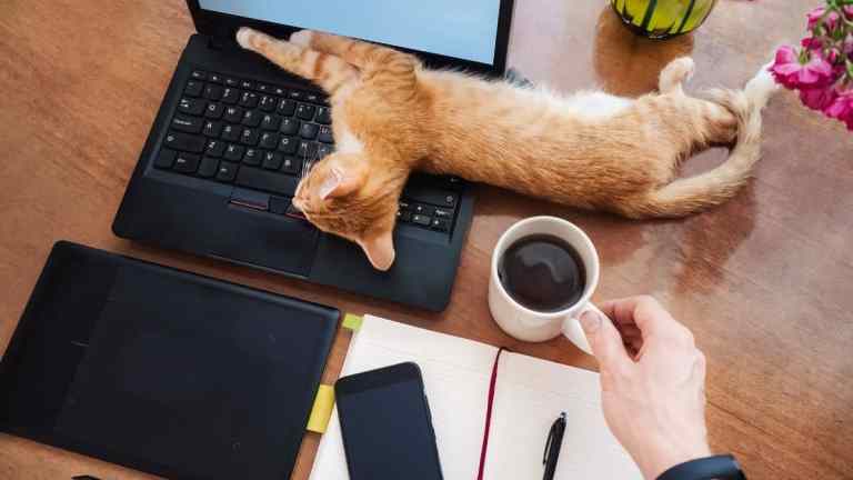Working from Home with Cats: Boundaries, Snuggles and Zoom Interruptions