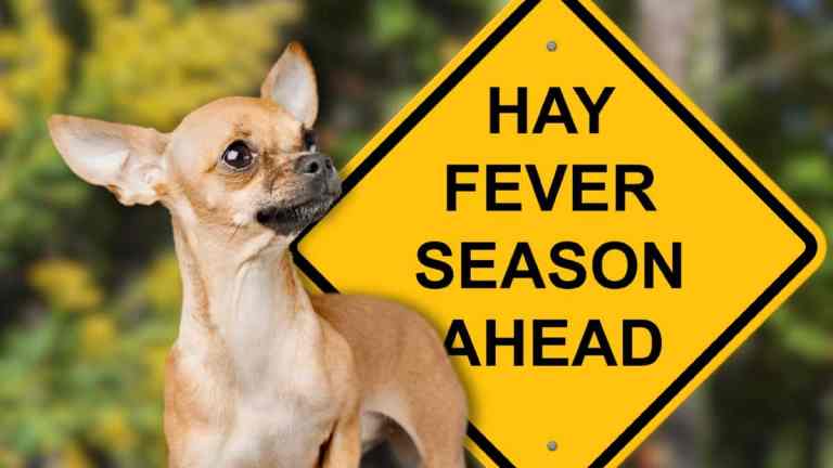 Can Dogs Get Hay Fever? Symptoms, Treatments & Pollen Tips for UK Owners