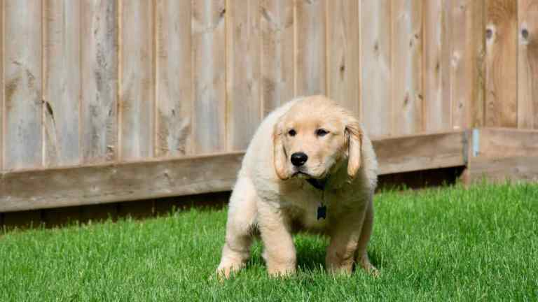 Why Does My Dog Always Poo in the Same Spot?