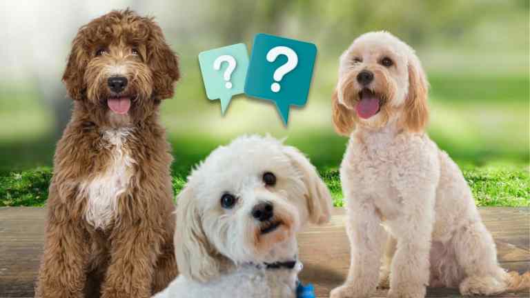 The Difference in Doodle Breeds