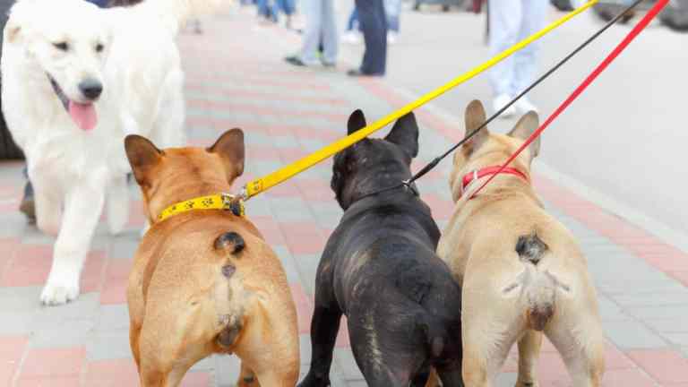 Why Don’t Other Dogs Like French Bulldogs? The Real Reasons Behind the Park Drama