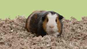 Stunning Orthopedic Guinea Pig Bedding image