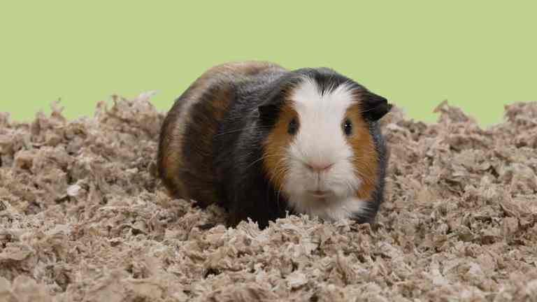 Guinea Pig Bedding Types Explained: What to Use and What to Avoid