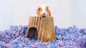 Image showcasing Best Bedding for Guinea Pigs (and What to Avoid) | FluffPost