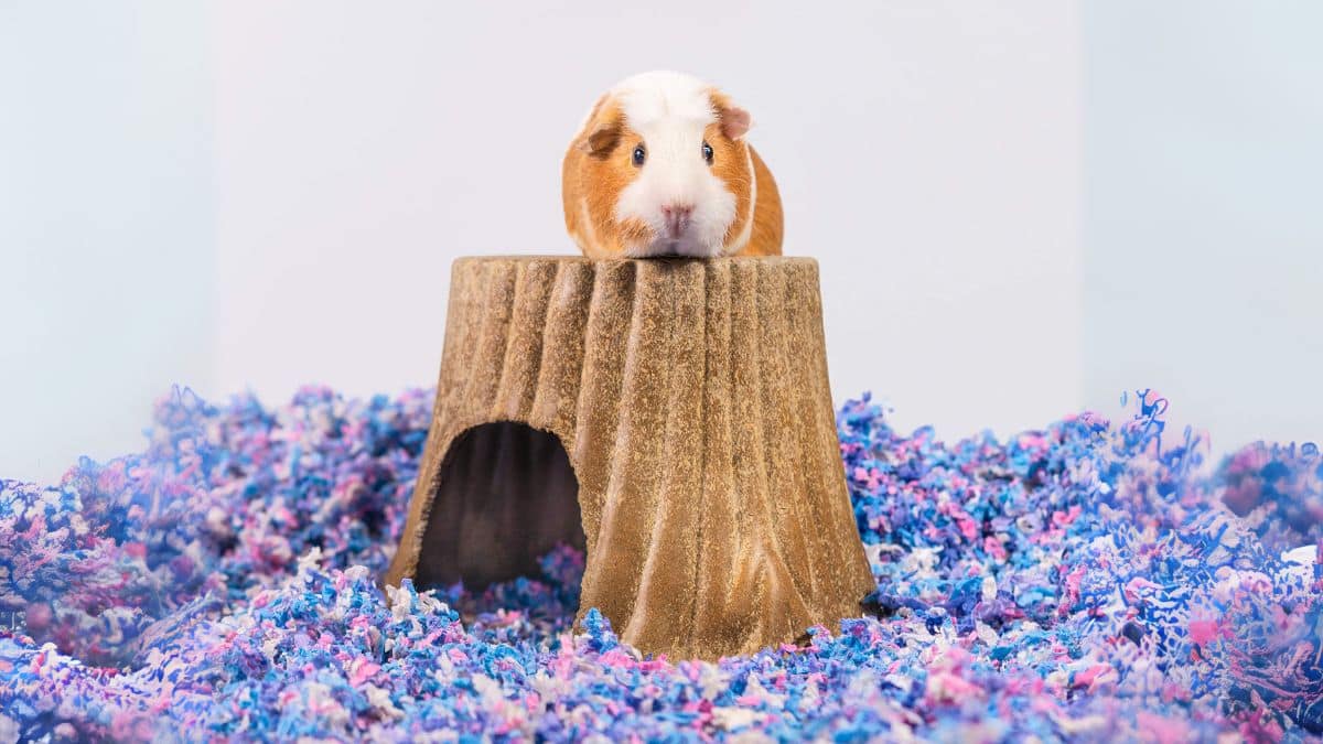 View of Best Bedding for Guinea Pigs (and What to Avoid) | FluffPost