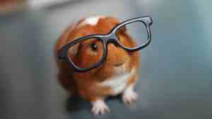View of Can Guinea Pigs Be Trained? Step-by-Step Guide | FluffPost