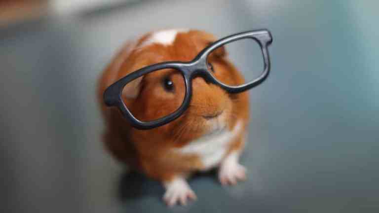 Can Guinea Pigs Be Trained? Yes — and It’s Easier Than You Think