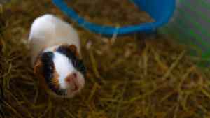 Can Guinea Pigs Be Trained? Step-by-Step Guide | FluffPost