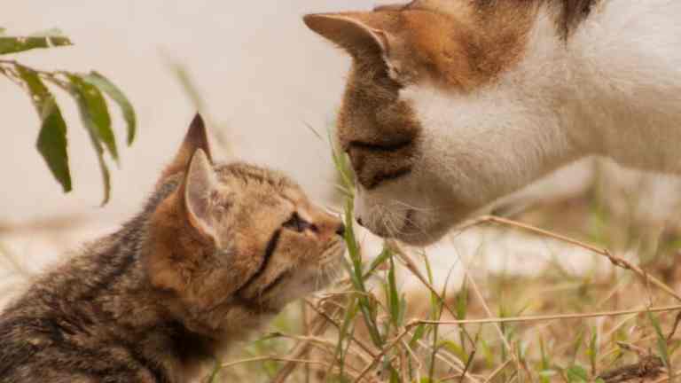 Socialising Your Kitten: Why Early Experience Matters