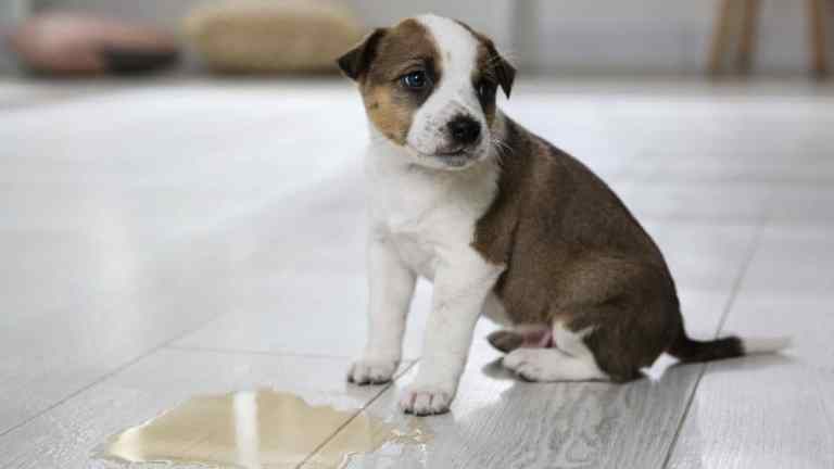 Dog toilet training 101: What to use when accidents happen