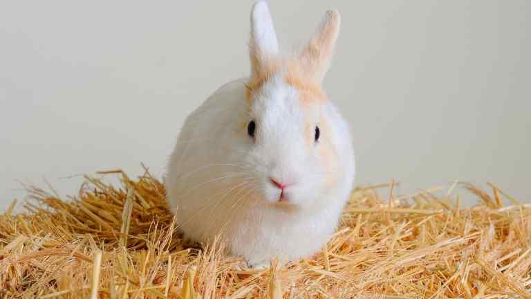 What Bedding Is Best for Rabbits? Safe, Cosy & Easy to Clean
